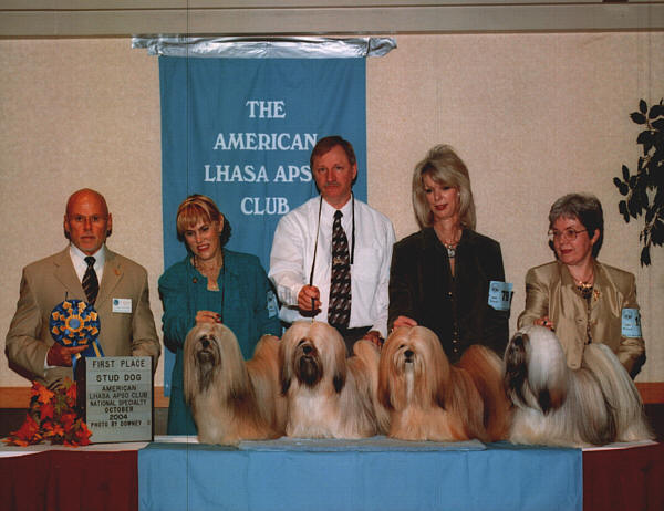 National dog sale show lhasa apso